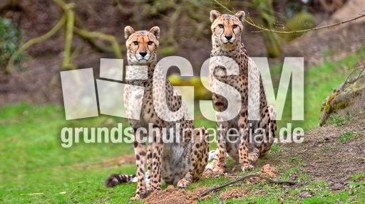 Gepard (14).jpg